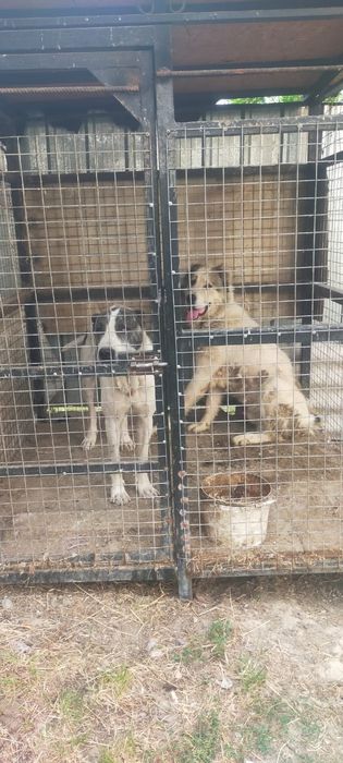 Продам кобеля и суку Алабая