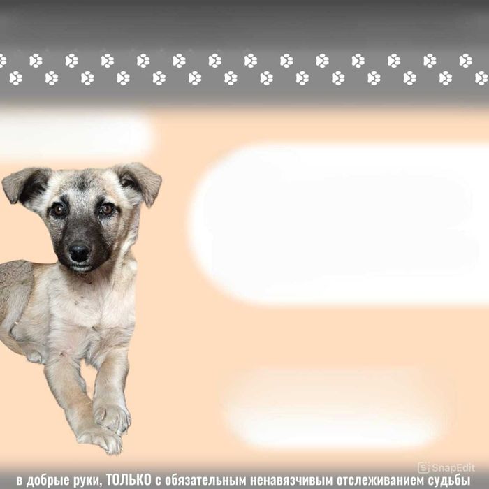 Ищем любящих хозяев