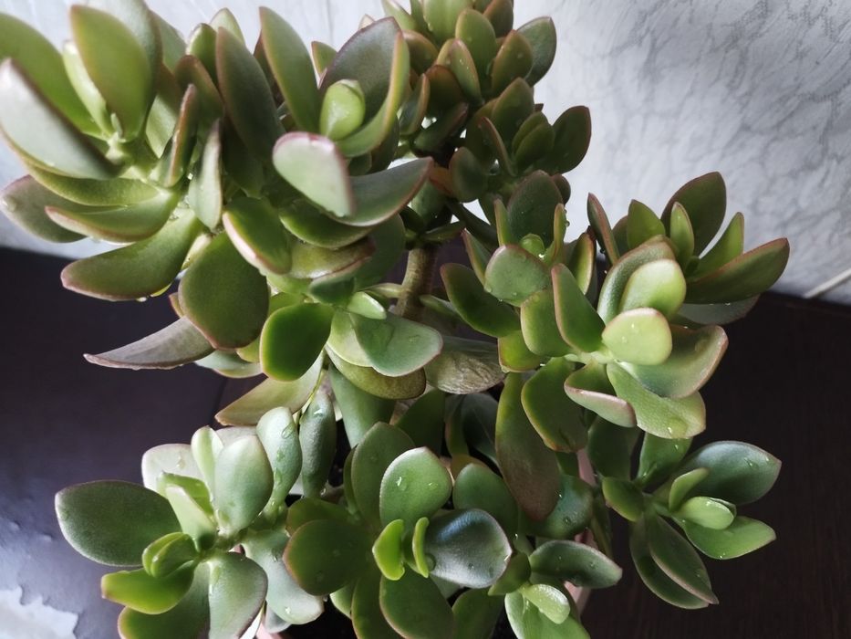 Денежное дерево цветущее