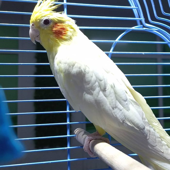 Кореллы домашнего разведение