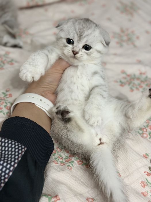 Мушук котята серебро табби шиншилла