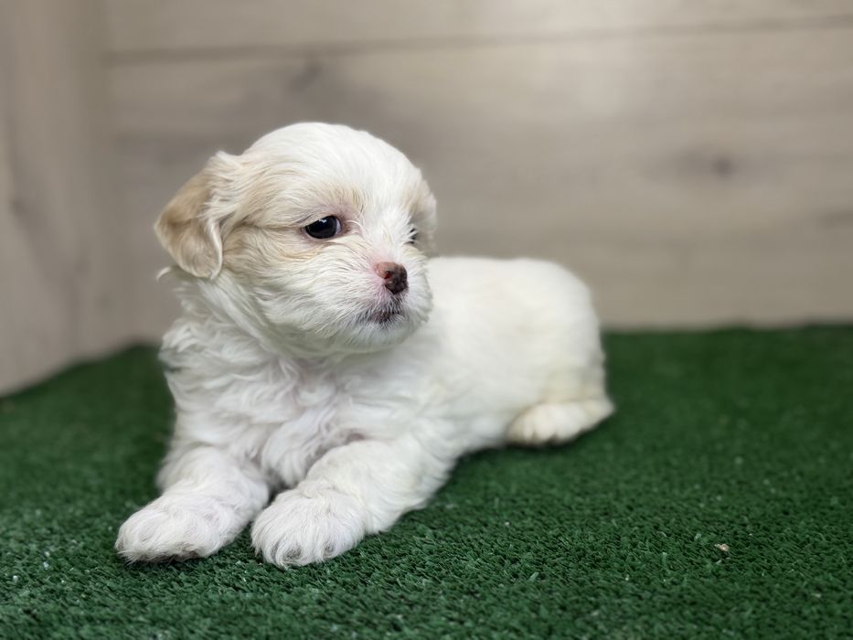 Femela ShihTzu, exemplar deosebit!