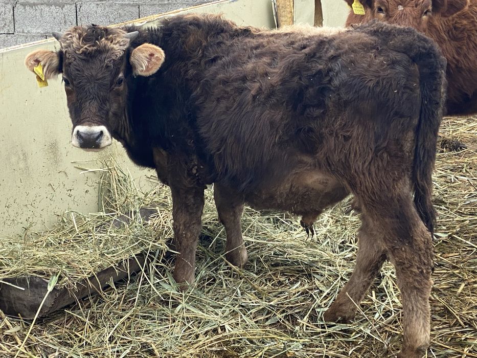 Продам бычков годовалые