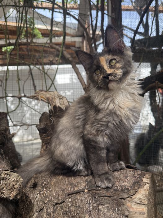 Pui de pisica rasa Maine Coon