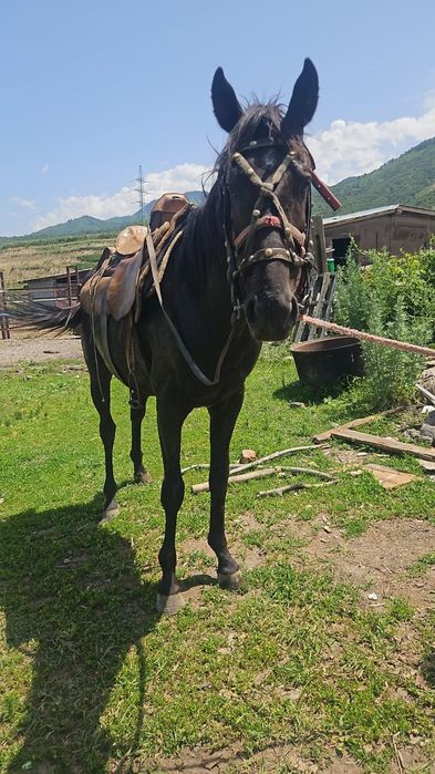 Жеребец 3 года, англоараб Сакеша