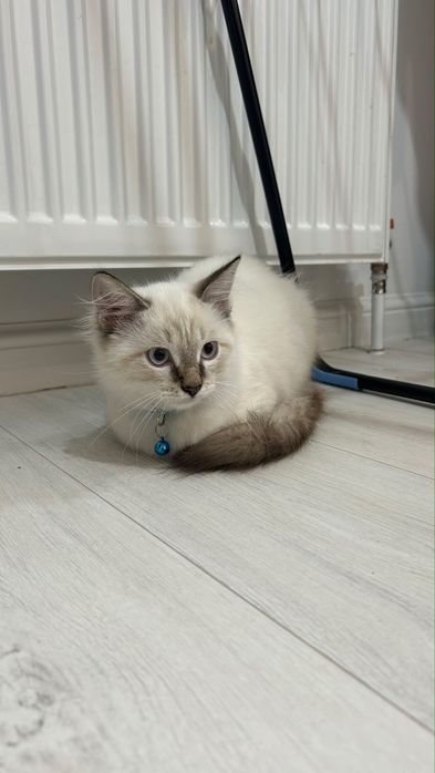 Продаётся котёнок в добрые руки