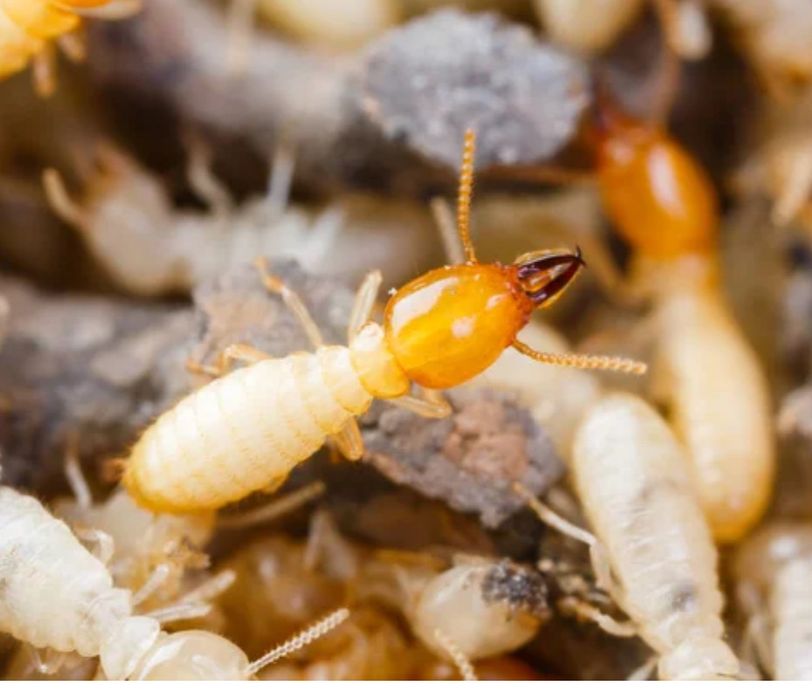 Обпаботка клопы, тараканы, термиты