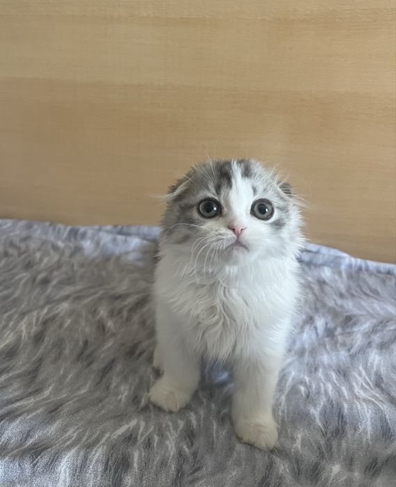 Шотландские девочки и мальчики.
