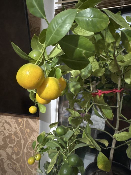 Апельсины Лимоны Лайм