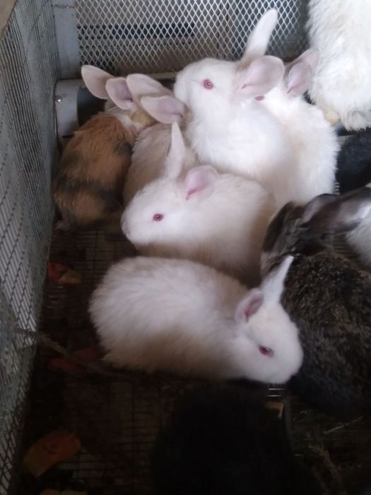 Куёнчалар тезда сотилади