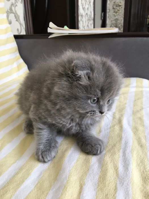 Прадеутса котета