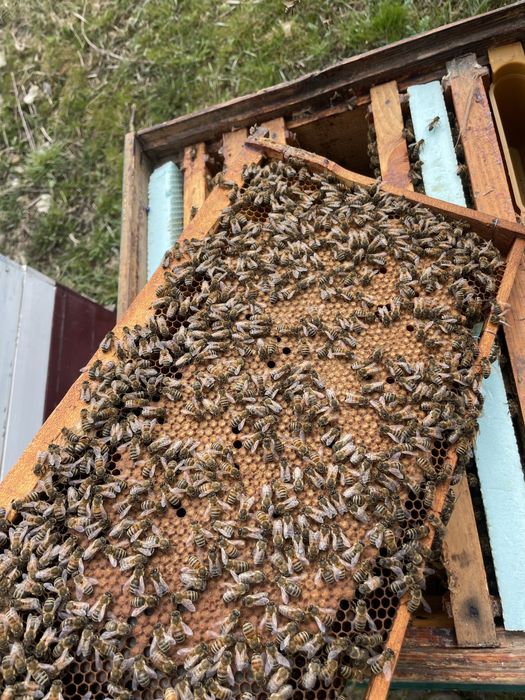 Famili de albine bine dezvoltate