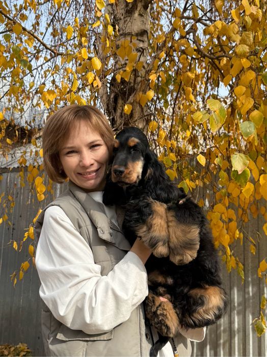 Щенок английский кокер спаниель