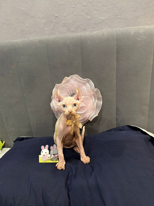 Шикарный сфинкс эльф