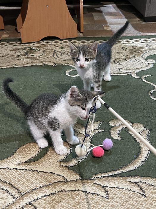 Отдам котят в хорошие руки!!!