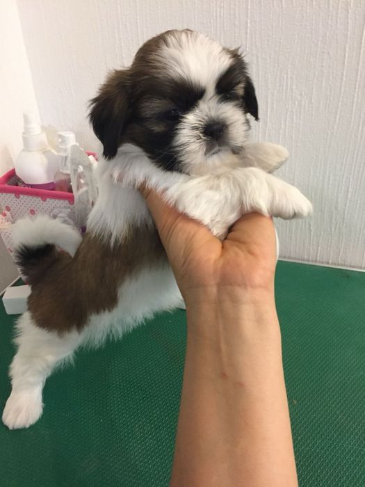 Shih Tzu Talie Mica
