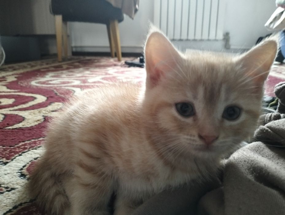 Котята бесплатно