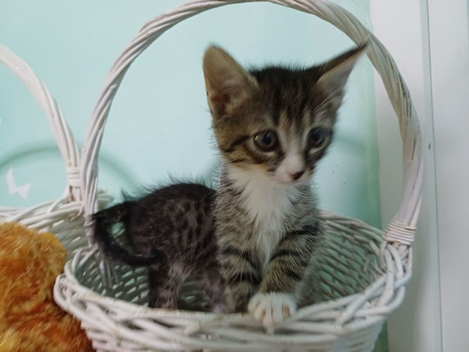 Маленькие котята - счастье в дом