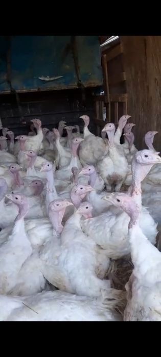 Pui  albi ,pui porumbaci, găini ,  pui de carne ,de oua,bibilici ,rate