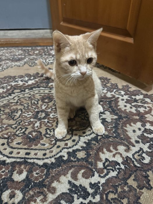 Котенок 5 месяцев