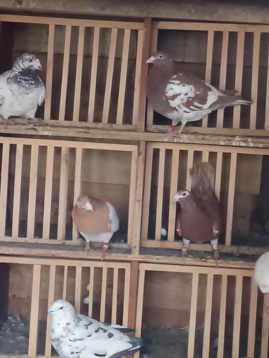 Voiajori  Meulemans de vânzare