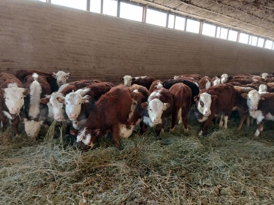 Бычки букалар 50бас