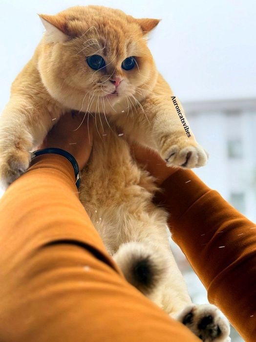 Zalataya Shinshilla ny12 VYASKA