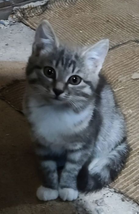 Отдам в добрые руки кошечку
