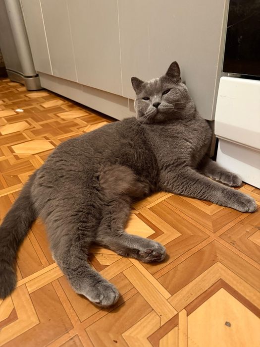 Отдам кота британца