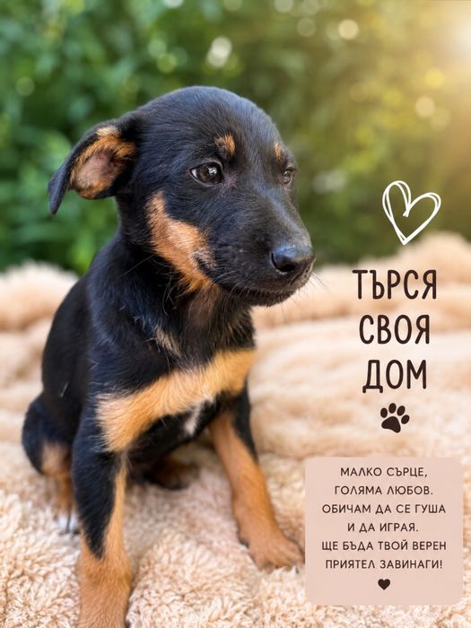 Подарявам кученце