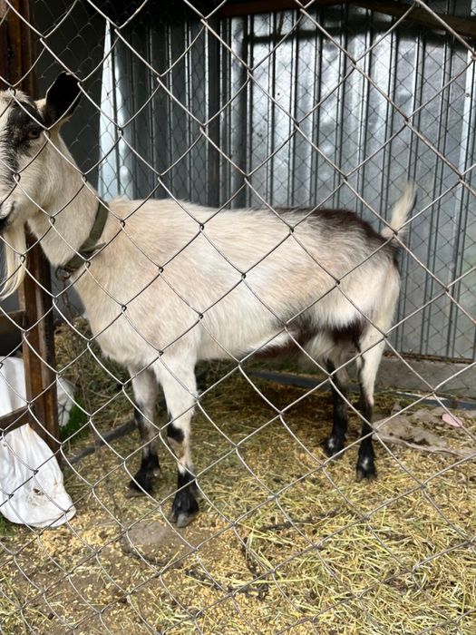 Продам Альпийскую козу