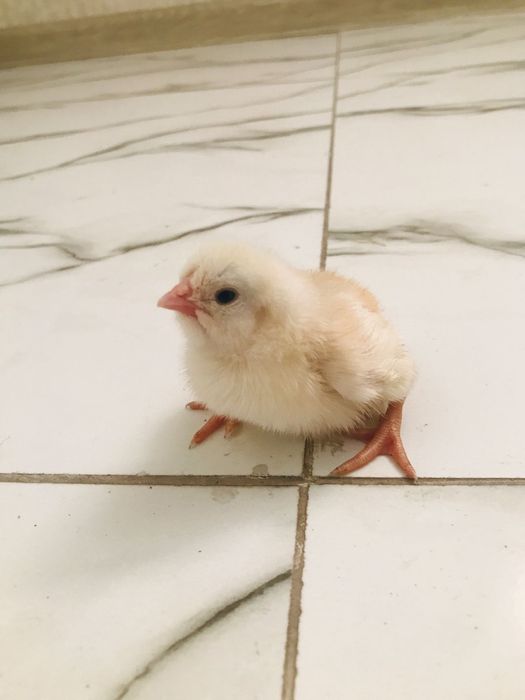 Балапан бар инкубатор