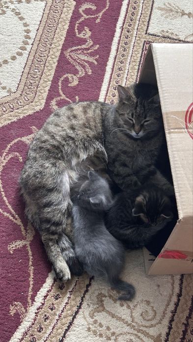 Срочно отдам котят в добрые руки!