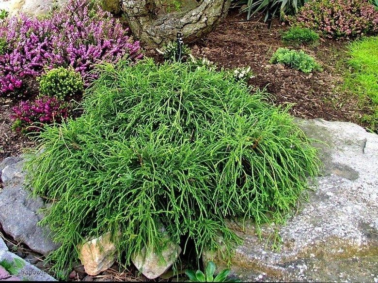 Лъжекипарис “Filifera Nana”