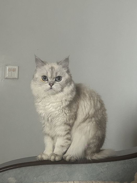 Кошечка британской породы ищет жениха