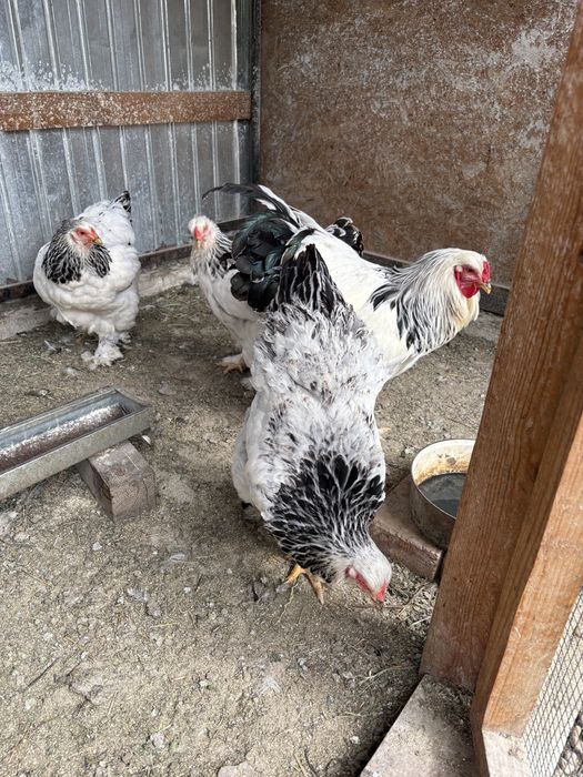 Familie Brahma hd 4+1