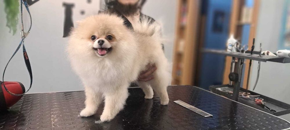 Лапочка Мини Шпицуха