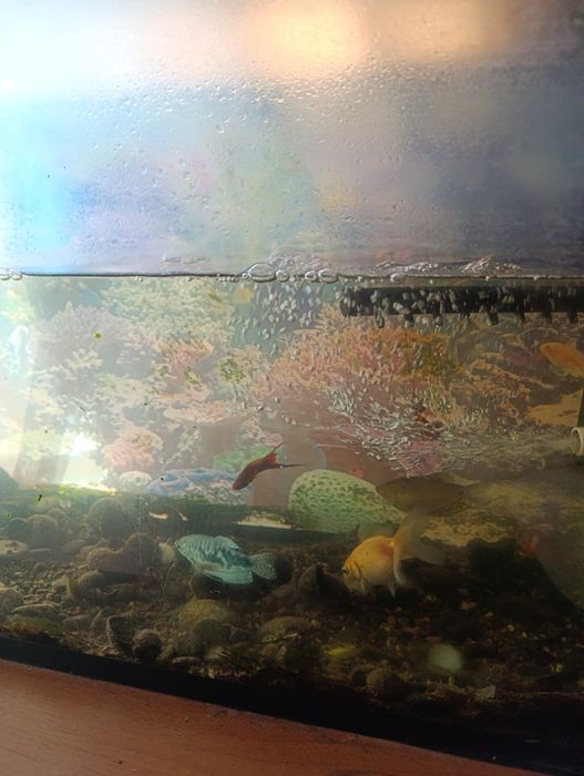 Аквариум с рыбками