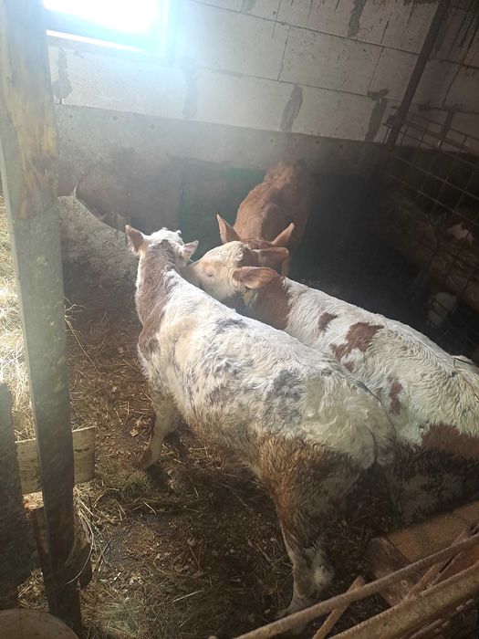 Vitei semi întarcati