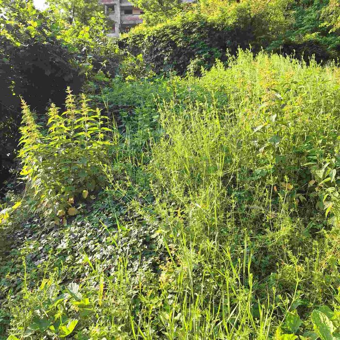 Поддръжка и почистване на зелени площи/Косене на трева