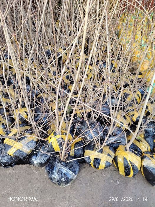 Бульдонеж Viburnum opulus