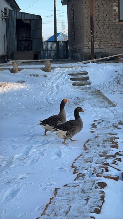 Қаз сатылады 1 мекен 1 қораз