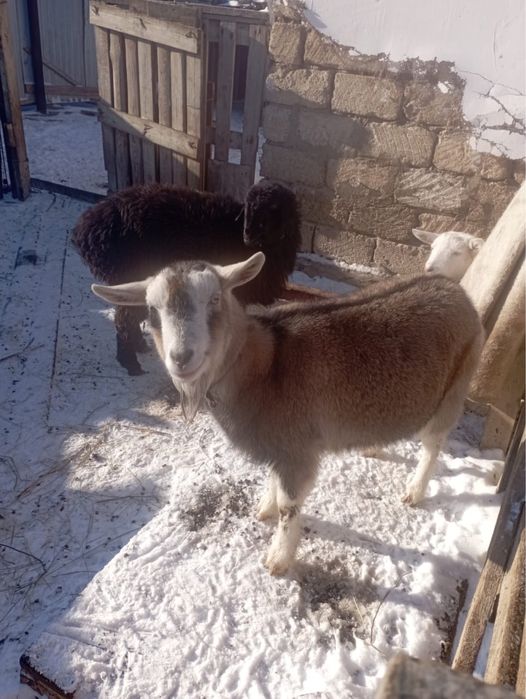 Коза альпиской породы