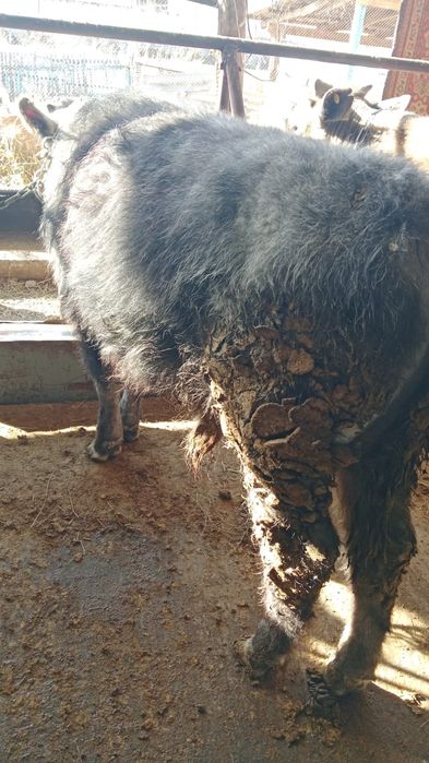 Продам 5 крепких бычков