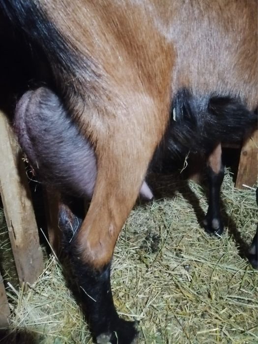 Capra alpina franceza pura cu un tapisor