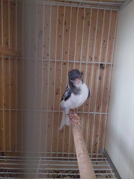 Canari slavujar inelati 25.băieți