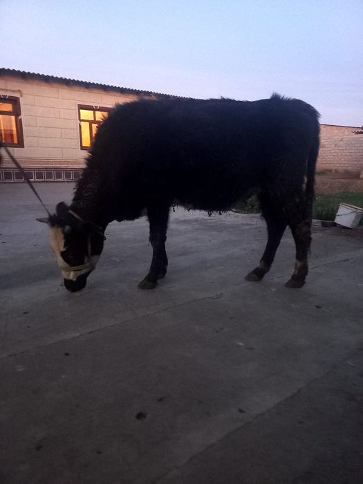 Кашар сатылады кара тусти