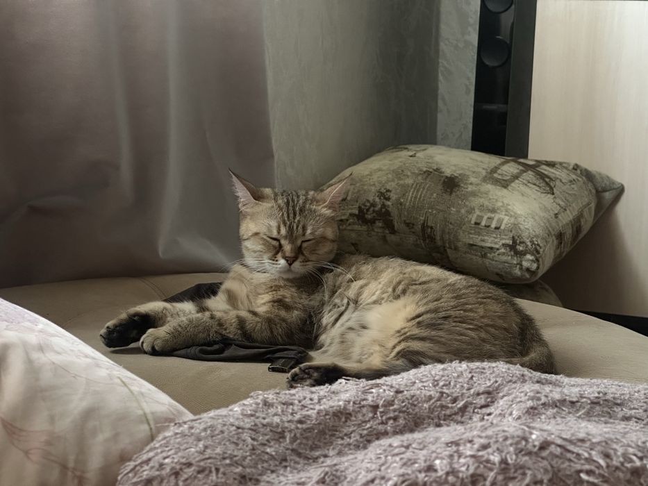 отдам британскую кошку