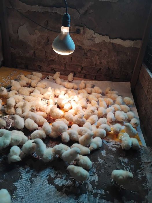 Пилета Легхорн Декалб от Чехия на един ден! С всички ваксини -4,50лв