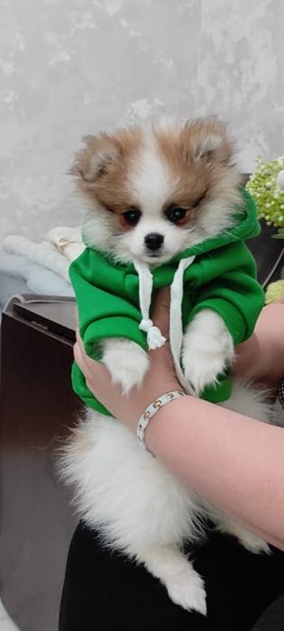 Продам щенка немецкий шпиц